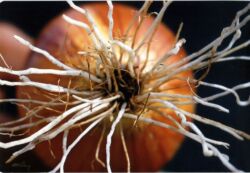 Χρήστος Τσέλιος