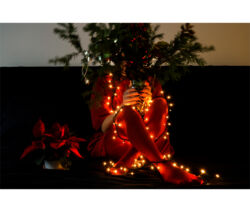 Αριάδνη Φυτοπούλου