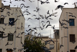 Ναυσικά Χαραλαμπίδου