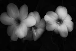 Σταμάτης Βρεττός