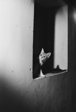 Βασίλης Δραγούμανος