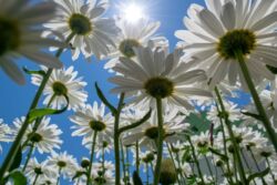 Γεώργιος Πάττας