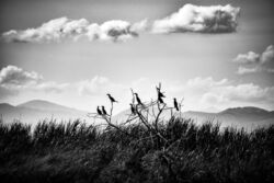 Νίνα Σαραντάρη