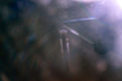 Κατερίνα Μαραβελάκη