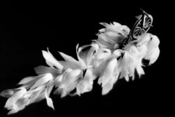 Λίτσα Μουρτζανού