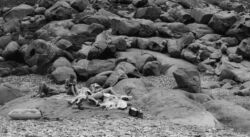 Γιάννης Γιαπράκης