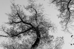 Γιάννης Γιαπράκης