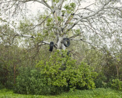 Τάσος Ζωίδης