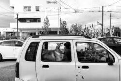 Σοφία Τσαλή