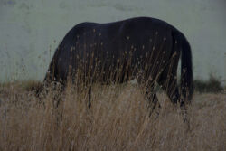 Αχιλλέας Παπαχρήστου