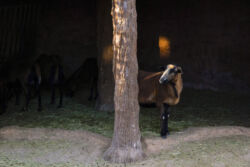 Αχιλλέας Παπαχρήστου