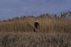 Χαρά Κυπρούλη