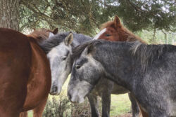 Στέφανος Παπαδόπουλος