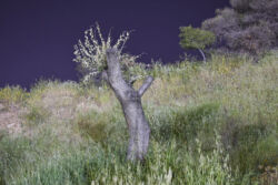 Κώστας Τομαράς