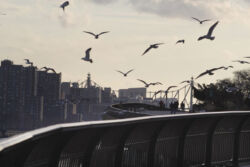 Βενέτα Μπόικου