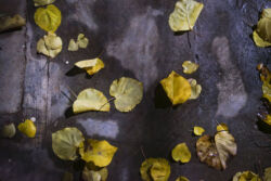 Βίκυ Τζουρά