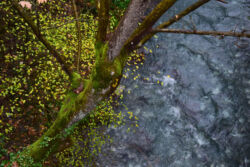 Ελένη Τσιγουρή