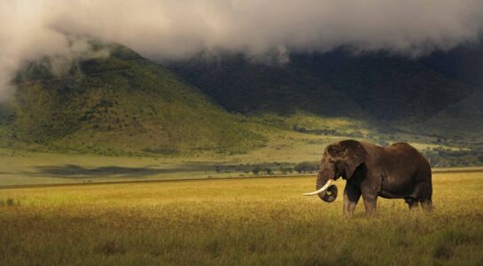 Μάρω Κουρή - Τανζανία