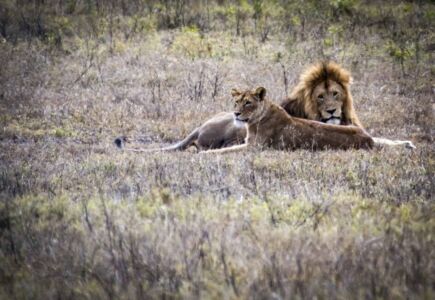 Μάρω Κουρή - Τανζανία