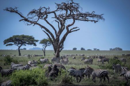 Μάρω Κουρή - Τανζανία