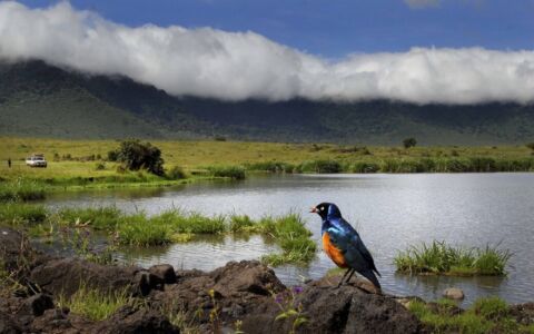 Μάρω Κουρή - Τανζανία