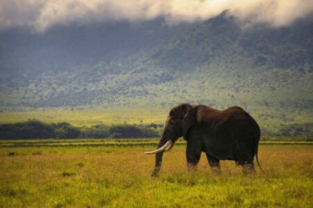 Μάρω Κουρή - Τανζανία