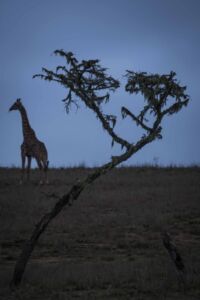Μάρω Κουρή - Τανζανία