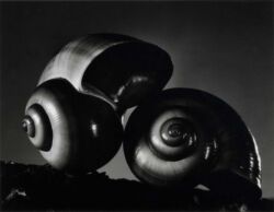 Ruth Bernhard