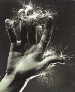 Ruth Bernhard