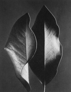 Ruth Bernhard
