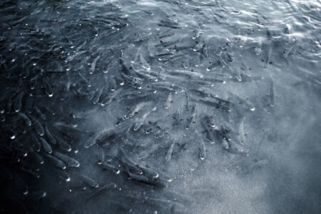 Φανή Βόικου