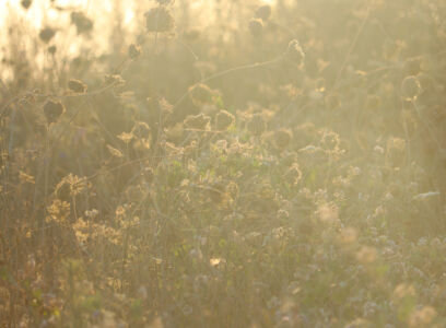 Δημήτρης Λιόφης