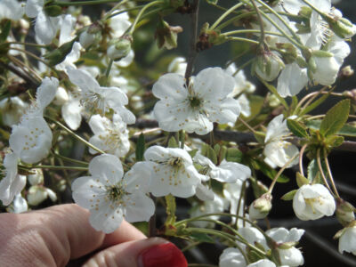 Γιούλη Μηλιάδου