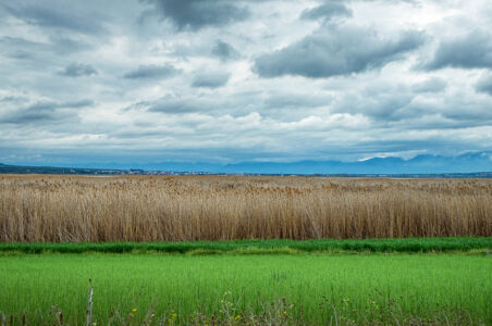 Νίκος Μητρίας