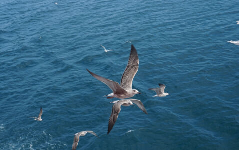 Κατερίνα Μοριχοβίτου