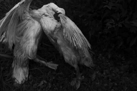 Έφη Παπαργυρίου