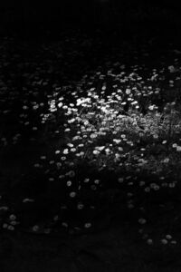 Παναγιώτης Σάρμας