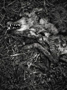 Μένη Σεϊρίδου