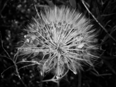 Μένη Σεϊρίδου