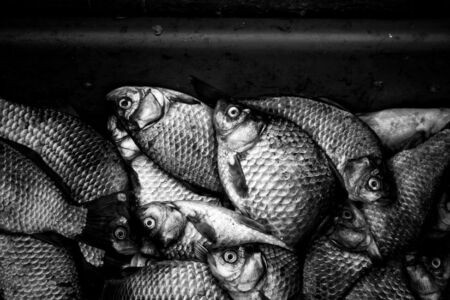 Μένη Σεϊρίδου