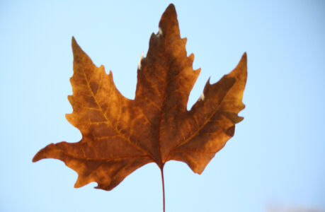 Φανή Ταρασίδου