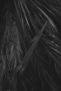 Τάσος Τζιώγας