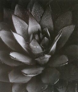 Brett Weston