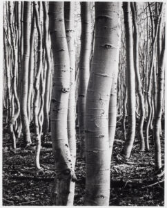 Brett Weston