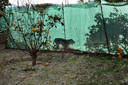 Μάντη Λυκερίδου