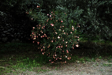 Μάντη Λυκερίδου