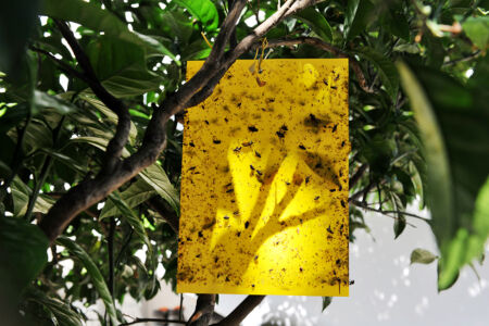 Μάντη Λυκερίδου