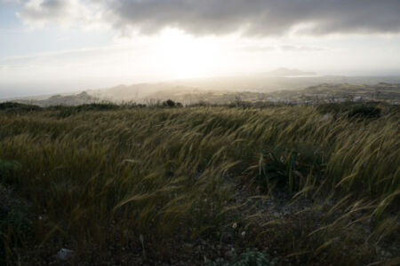 Σοφία Συριανού
