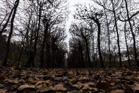 Σοφία Συριανού