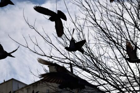 Ναυσικά Χαραλαμπίδου